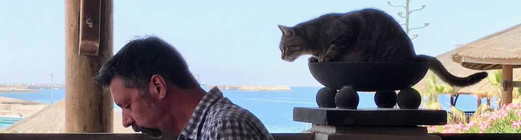 Cats